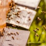 beehive, bee colony, honey bees, bees, bee keeping, swarm of bees, honey, bee breeding, insects, work, honey bee, honey production, flying insect, to hum, flying, beehive, beehive, beehive, beehive, beehive, honey bees, bees, bees, bees, bees, bee keeping, bee keeping, bee keeping, honey, honey bee, honey bee