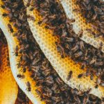 Detailed shot of honeybees on honeycomb showcasing nature's intricate patterns and teamwork.