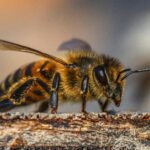 Detailed macro photograph of a honey bee on a log showcasing the insect's features.